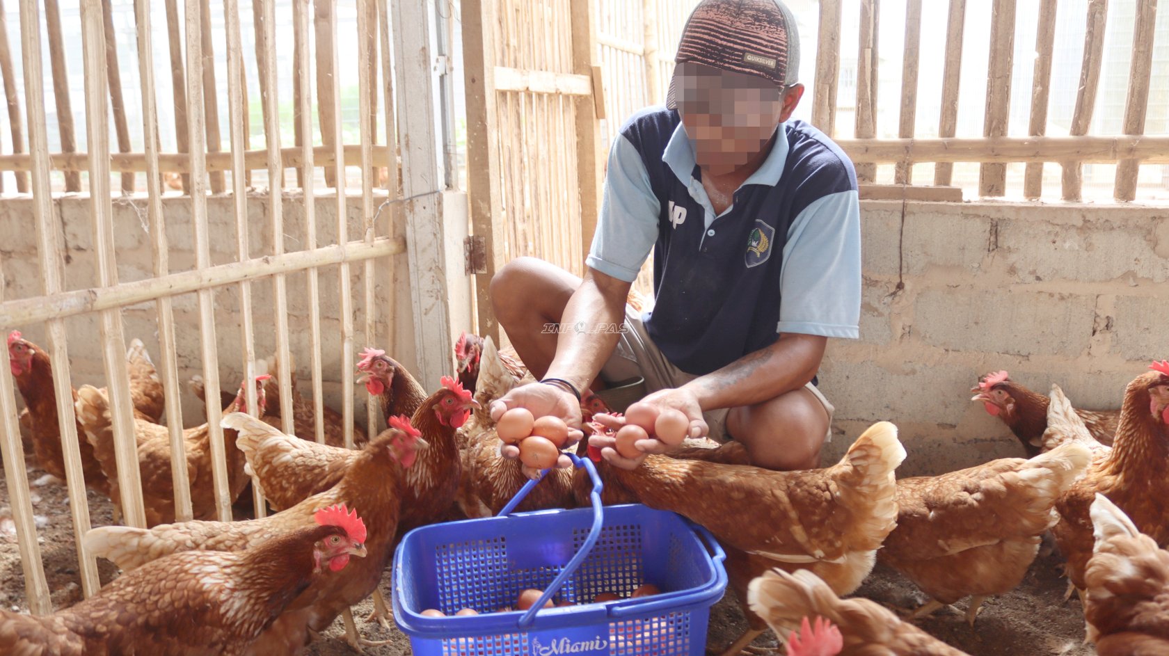 289 Butir Telur Dipanen, Produktivitas Ayam Petelur Lapas Batulicin Meningkat