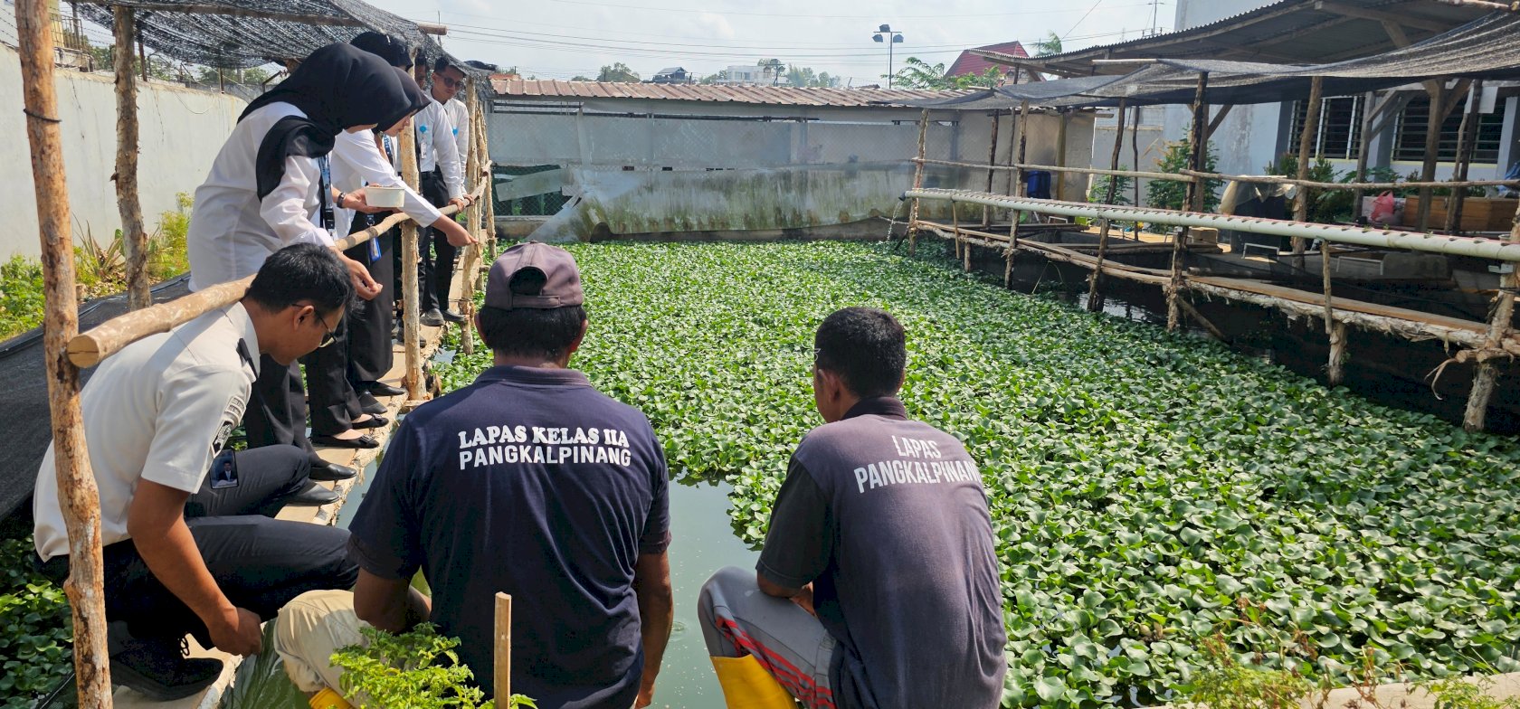 Agroedupark Lapas Pangkalpinang Kembangkan Budidaya Nila Produktif