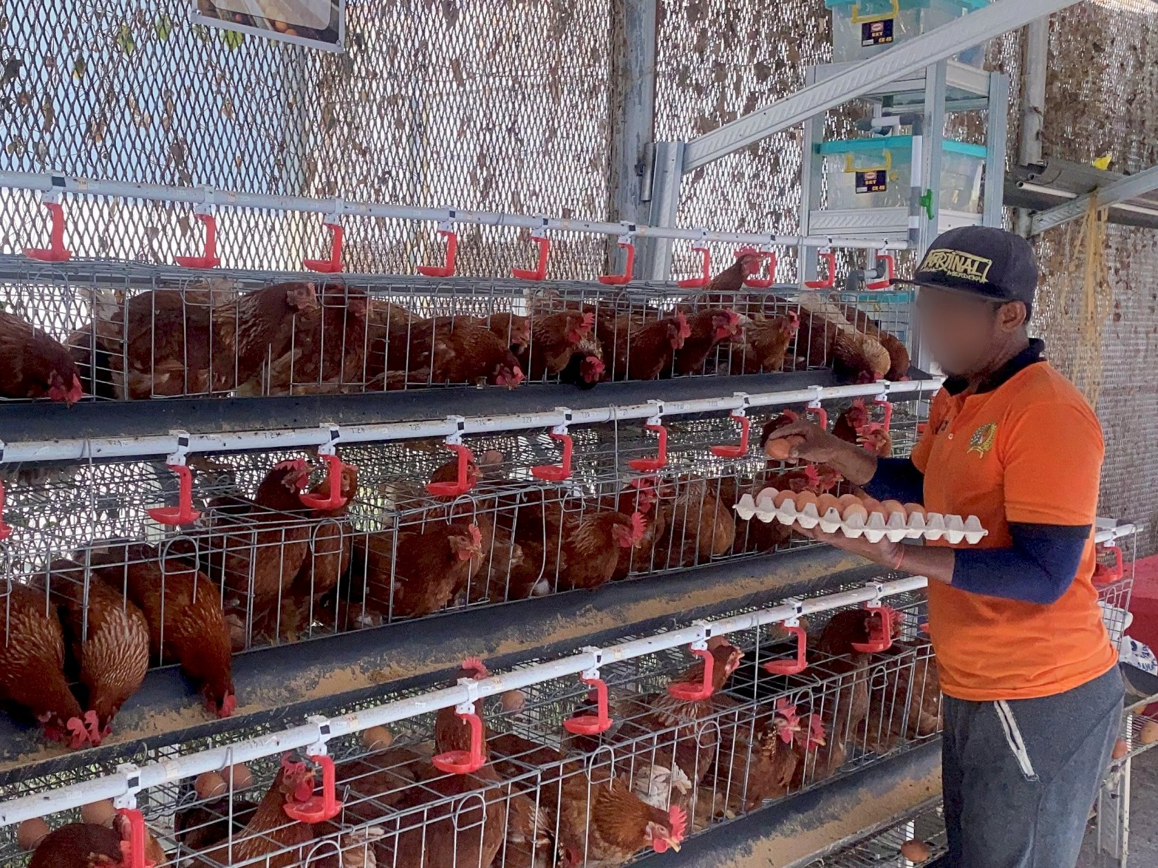 Lapas Pemuda Madiun Panen 440 Butir Telur dari Budidaya Ayam Petelur