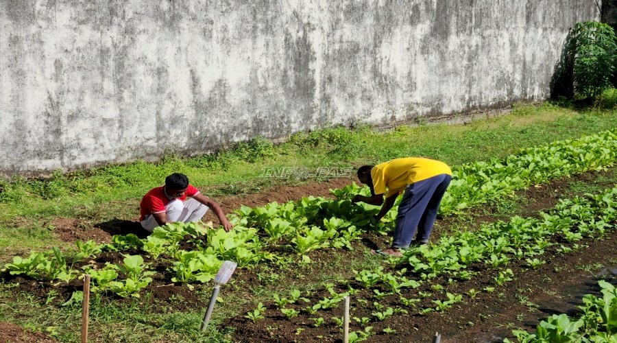 Lahan SAE Produktif, Warga Binaan Lapas Tual Sukses Panen 28 Kilogram Sawi Segar