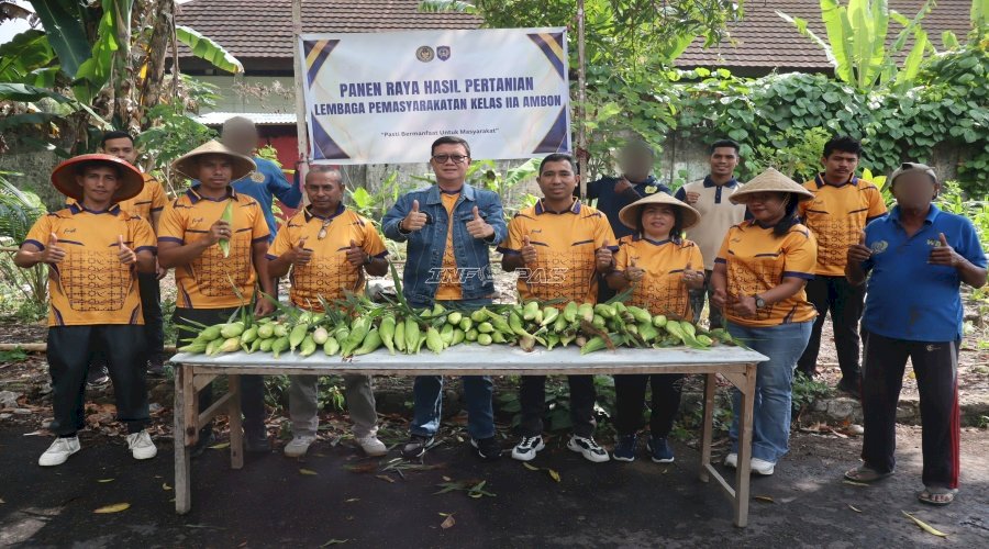 Panen 40 Kg Jagung Manis, Lapas Ambon Sukses Manfaatkan Lahan Tidur untuk Kemandirian Pangan