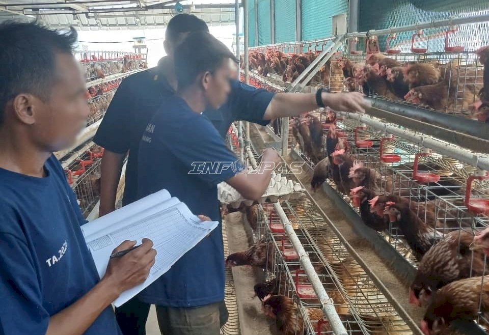Tiga Bulan Berjalan, Peternakan Lapas Cipinang Hasilkan Lebih dari 16.700 Telur