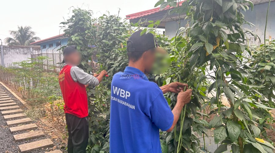 Rutan Marabahan Panen 22 Kg Kacang Panjang, Bukti Sukses Kemandirian Pangan