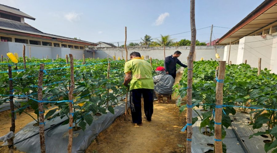  Lahan Marginal Jadi Produktif, Lapas Pangkalpinang Tanam 340 Cabai