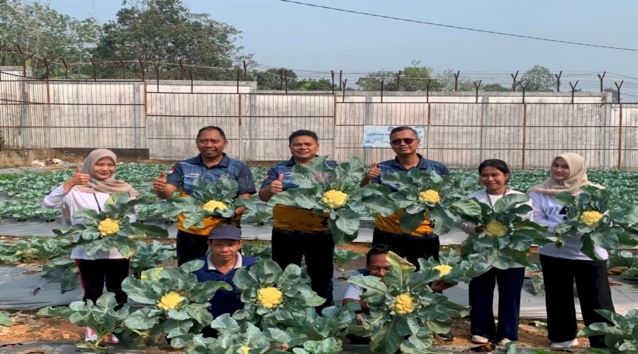Lapas Tanjung Panen 30 Kilogram Kembang Kol dari Program Pembinaan Kemandirian Warga Binaan
