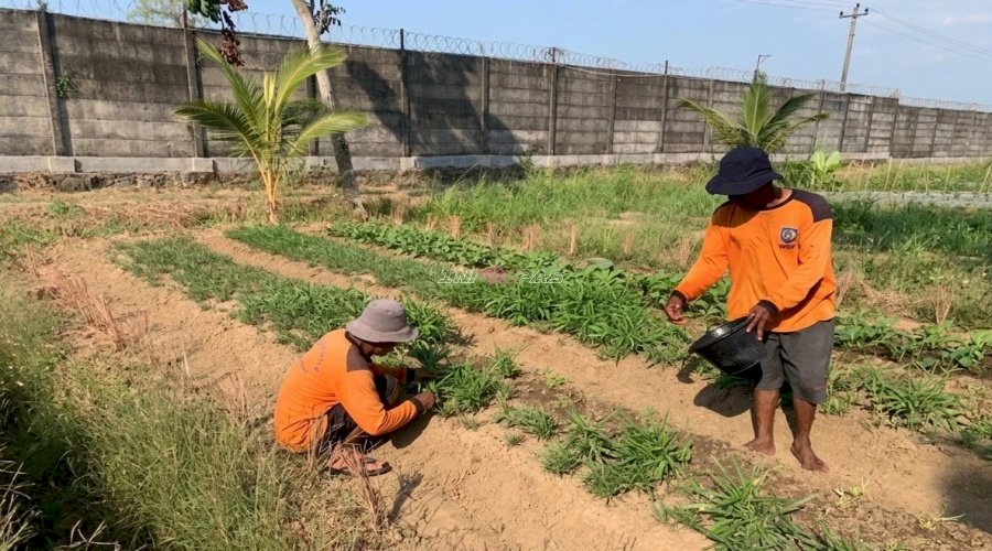 Dari Lahan Produktif ke Pasar, Lapas Terbuka Kendal Suksesk Panen Kangkung