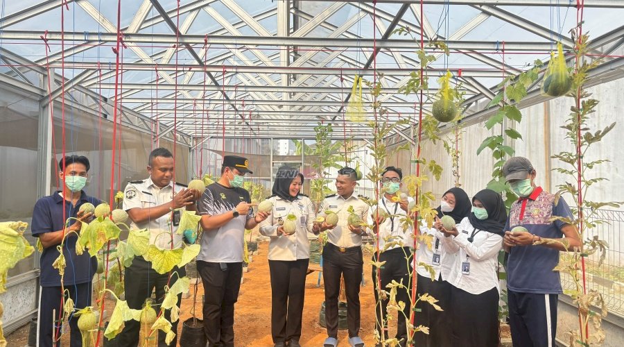 Sukses Uji Coba Budidaya Melon, Lapas Kelas I Tangerang Panen 33 Melon 