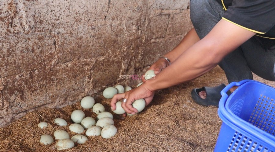 Lapas Batulicin Panen 84 Butir Telur Bebek, Bukti Konsistensi Budidaya Bebek Petelur