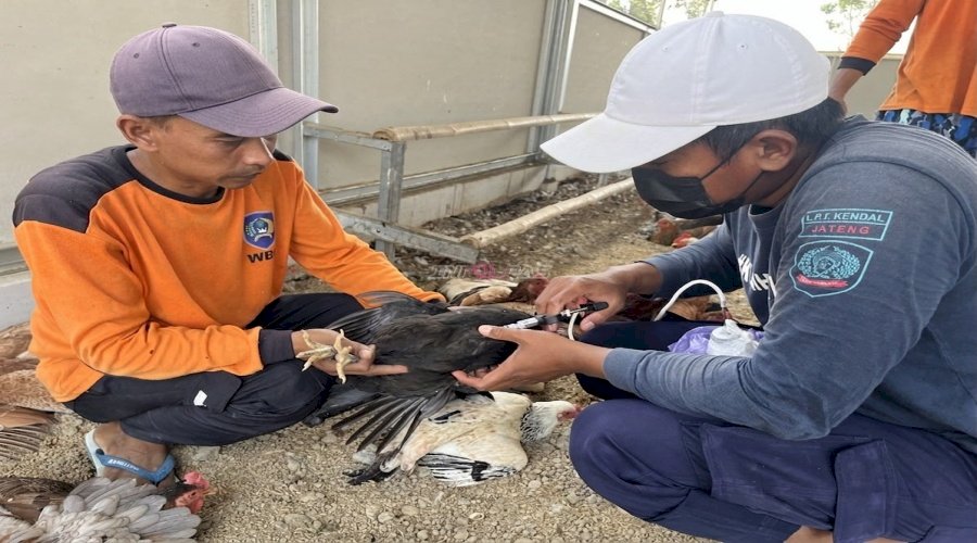Pastikan Ayam KUB Tetap Sehat, Lapas Terbuka Kendal Lakukan Vaksin Flu Burung