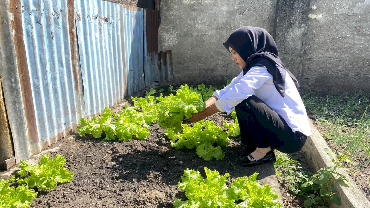 Manfaatkan Lahan Brandgang, Rutan Majene Panen 10 Kilogram Selada