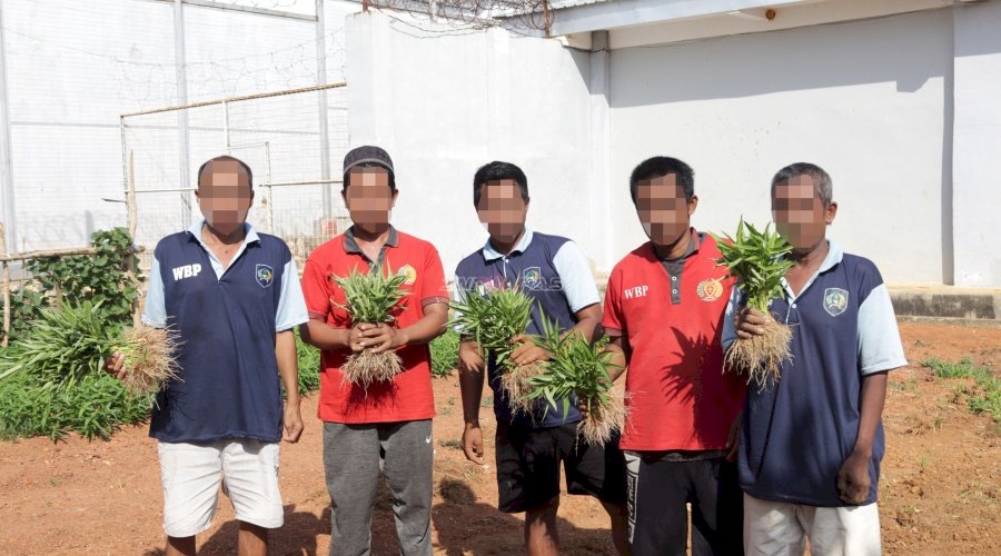 Lapas Batulicin Catat Capaian Pembinaan Pertanian, Panen 40 Kg Kangkung