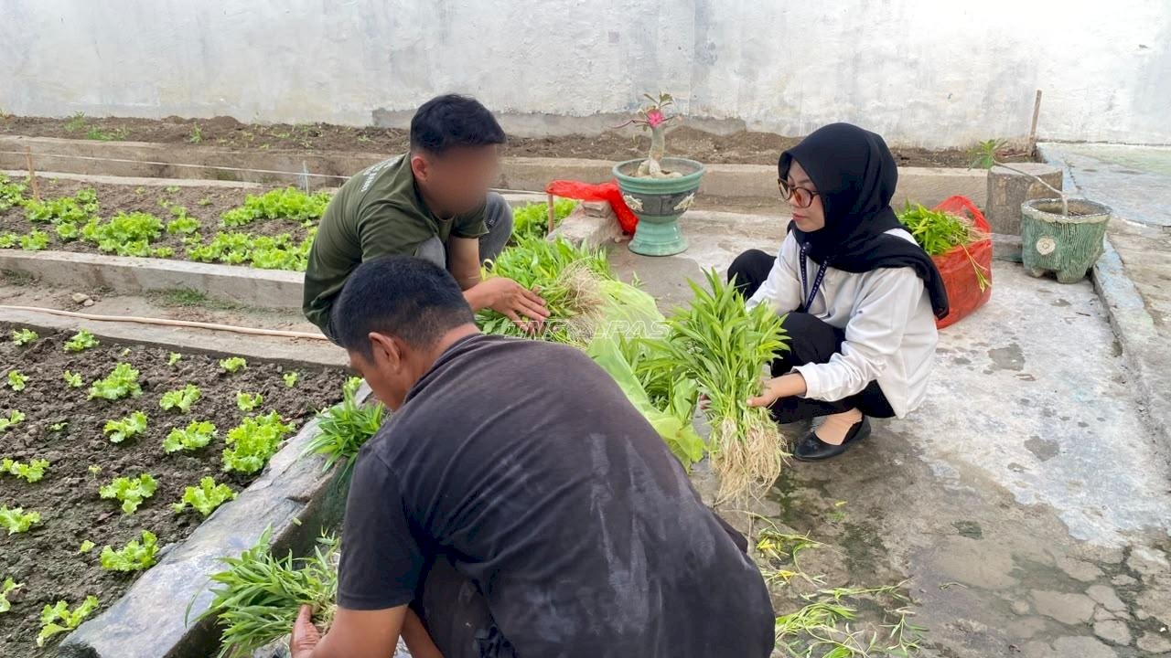 Panen 80 Kilogram Kangkung, Rutan Majene Libatkan Warga Binaan dan Peserta Magang