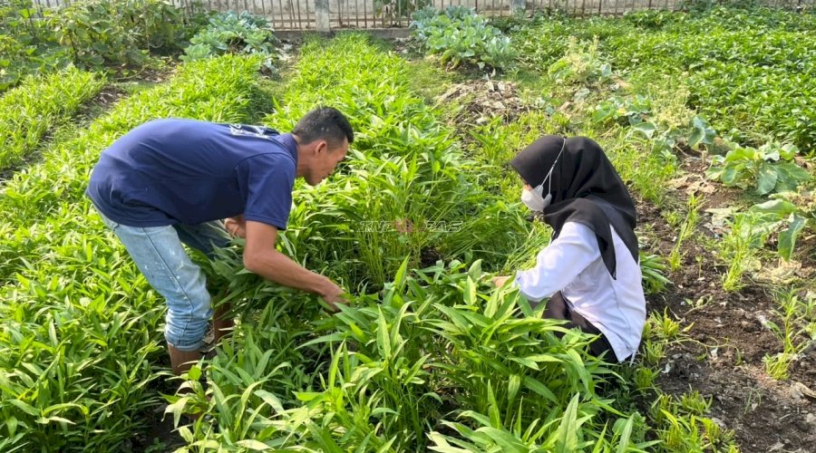 Rutan Barabai Panen 9 Kg Kangkung dan 18 Kg Tomat, Dorong Kemandirian Warga Binaan