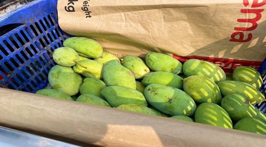 Produktif dan Bernilai Ekonomi, Lapas Terbuka Kendal Kembali Panen Mangga Manalagi Situbondo