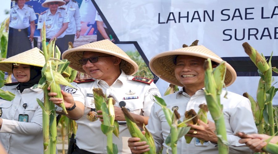 Lapas Surabaya Panen 400 Kilogram Jagung Manis di Lahan SAE