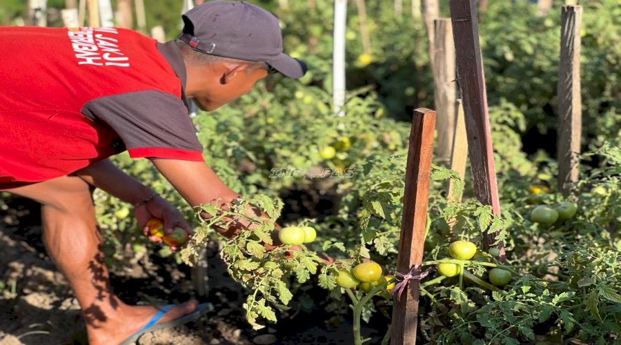 Panen Tomat, Lapas Atambua Dorong Pembinaan Kemandirian dan Ketahanan Pangan