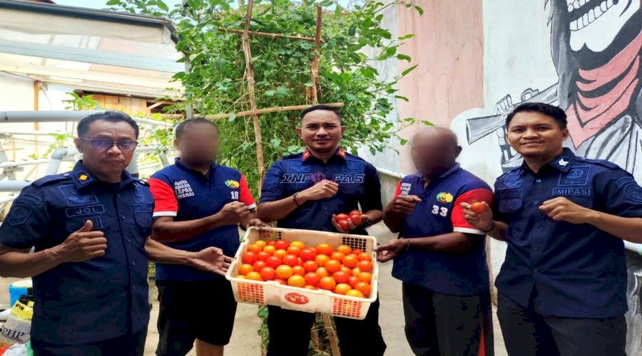 Akhir Pekan Produktif, Lapas Wahai Panen 14 Kg Tomat dari Kebun Hidroponik