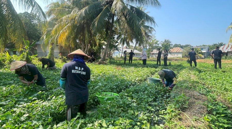 Dari Balik Jeruji, Rutan Poso Panen Kangkung untuk Masyarakat