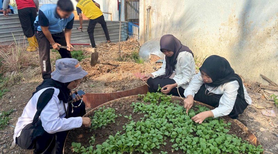 Rutan Marabahan Tambah Varietas Tanaman melalui Pengembangan Pakcoy bagi Warga Binaan