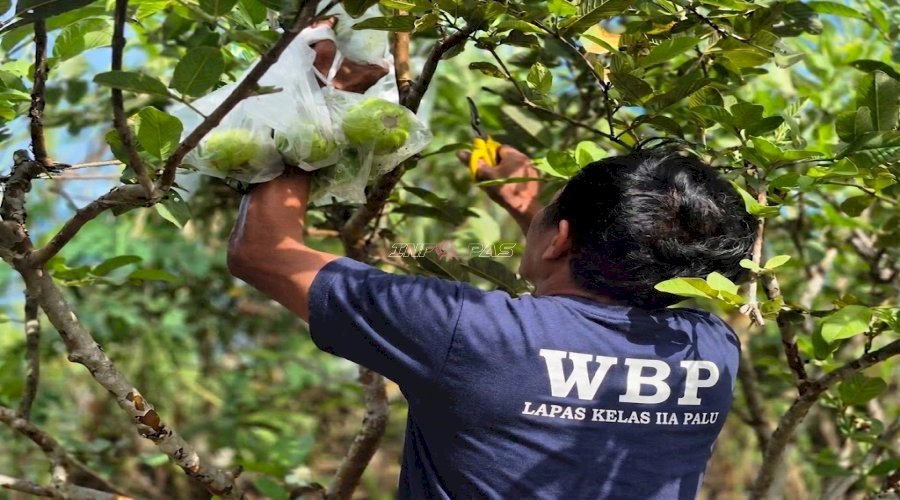 Tanam Harapan di SAE, Bekal Warga Binaan Lapas Palu Kembali ke Masyarakat