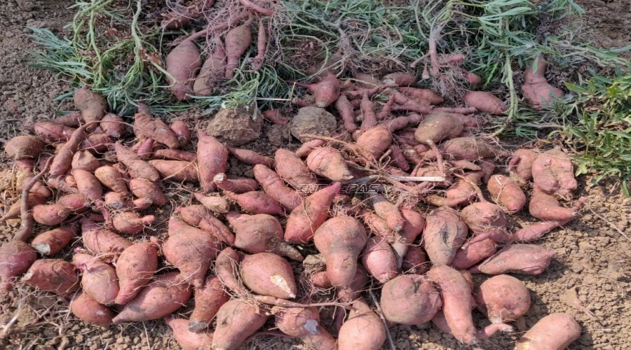 Panen 15 Kg Ubi Jalar, Lapas Narkotika Karang Intan Dorong Produktivitas Warga Binaan 