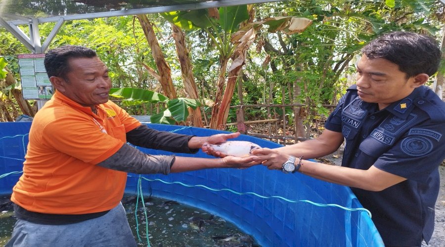 Budidaya Perikanan Sukses, Lapas Namlea Panen 20 Kilogram Ikan nila
