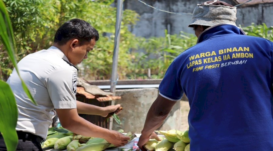 Lapas Ambon Panen 25 Kilogram Jagung Manis dari Pemanfaatan Lahan Tidur