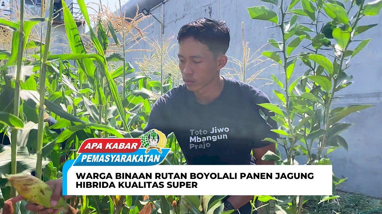 Warga Binaan Rutan Boyolali Panen Jagung Hibrida Kualitas Super