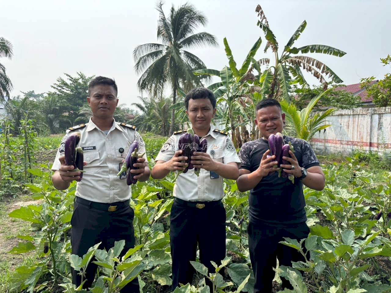 Panen 20 Kg Terong, Lapas Labuhan Bilik Setorkan PNBP dan Beri Premi Warga Binaan