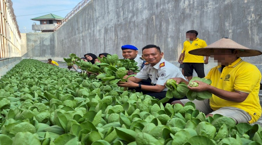 Panen Berlanjut, 160 Ikat Pakcoy Lapas Parigi Kembali Penuhi Pasar Sentral