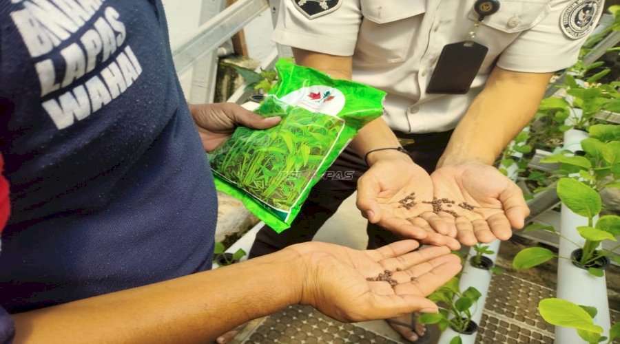 Perkuat Ketahanan Pangan, Lapas Wahai Garap Hidroponik Kangkung dan Ribuan Bibit Cabai