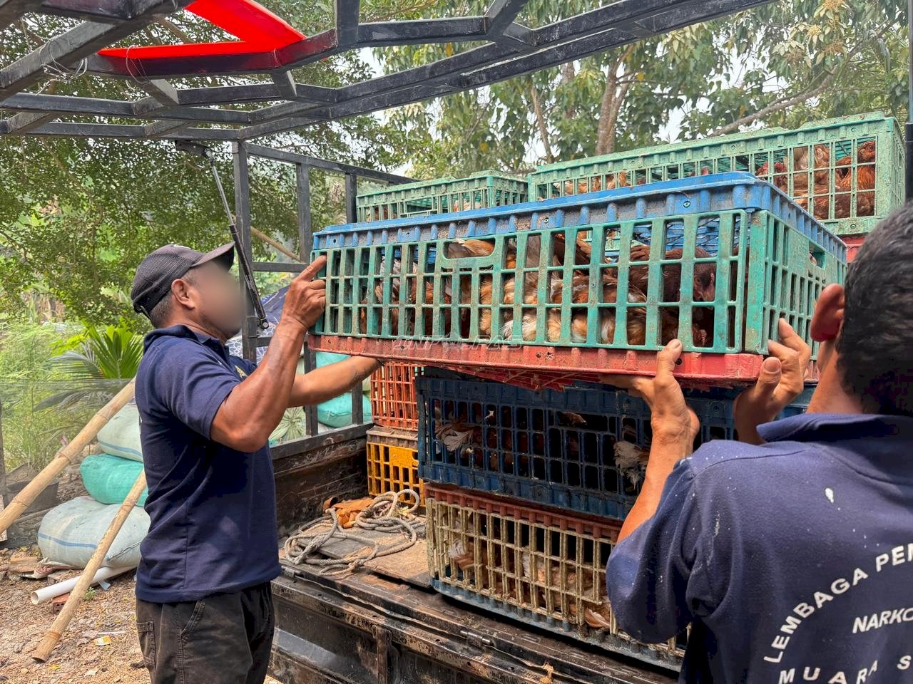 Perkuat Pembinaan Kemandirian, Lapas Narkotika Muara Sabak Tambah Ayam Petelur dan Perluas Kandang
