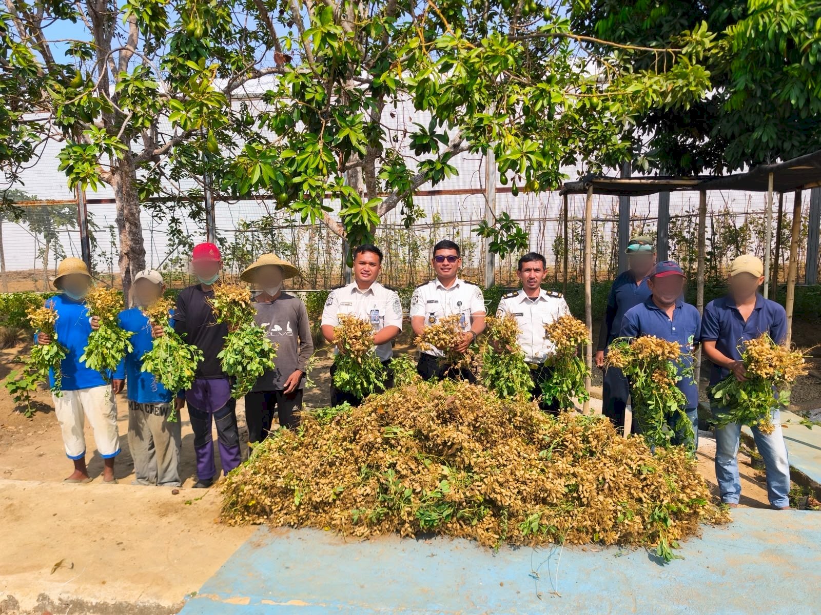 Panen 50 Kg Kacang Tanah, Lapas Banjarbaru Buktikan Pembinaan Produktif