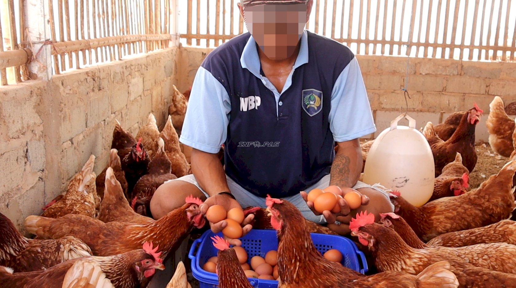 Peternakan Produktif, Lapas Batulicin Kembali Panen 297 Butir Telur Ayam