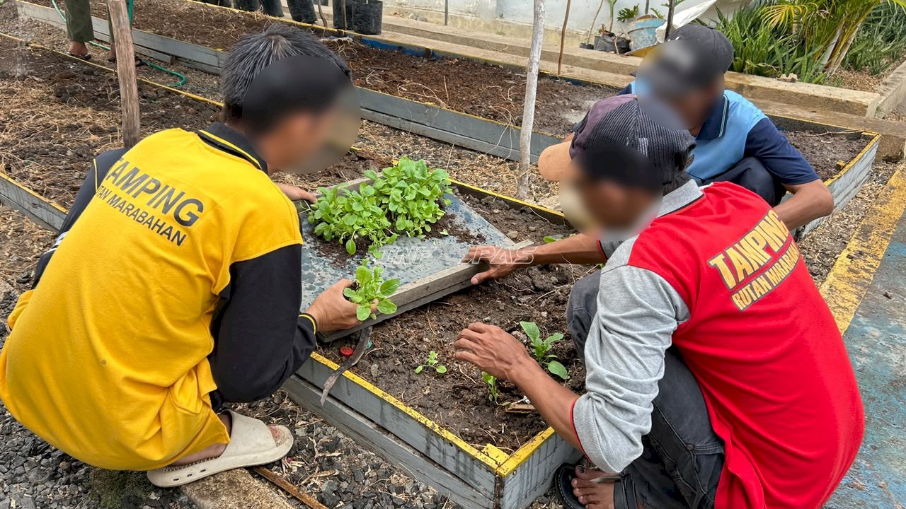 Kembangkan Potensi Lahan, Warga Binaan Rutan Marabahan Mulai Budidayakan Sawi