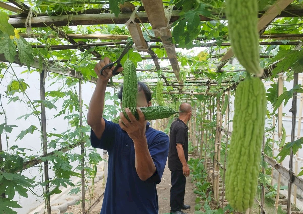 Konsisten Produktif, Rutan Kebumen Kembali Panen Pare 14 Kilogram