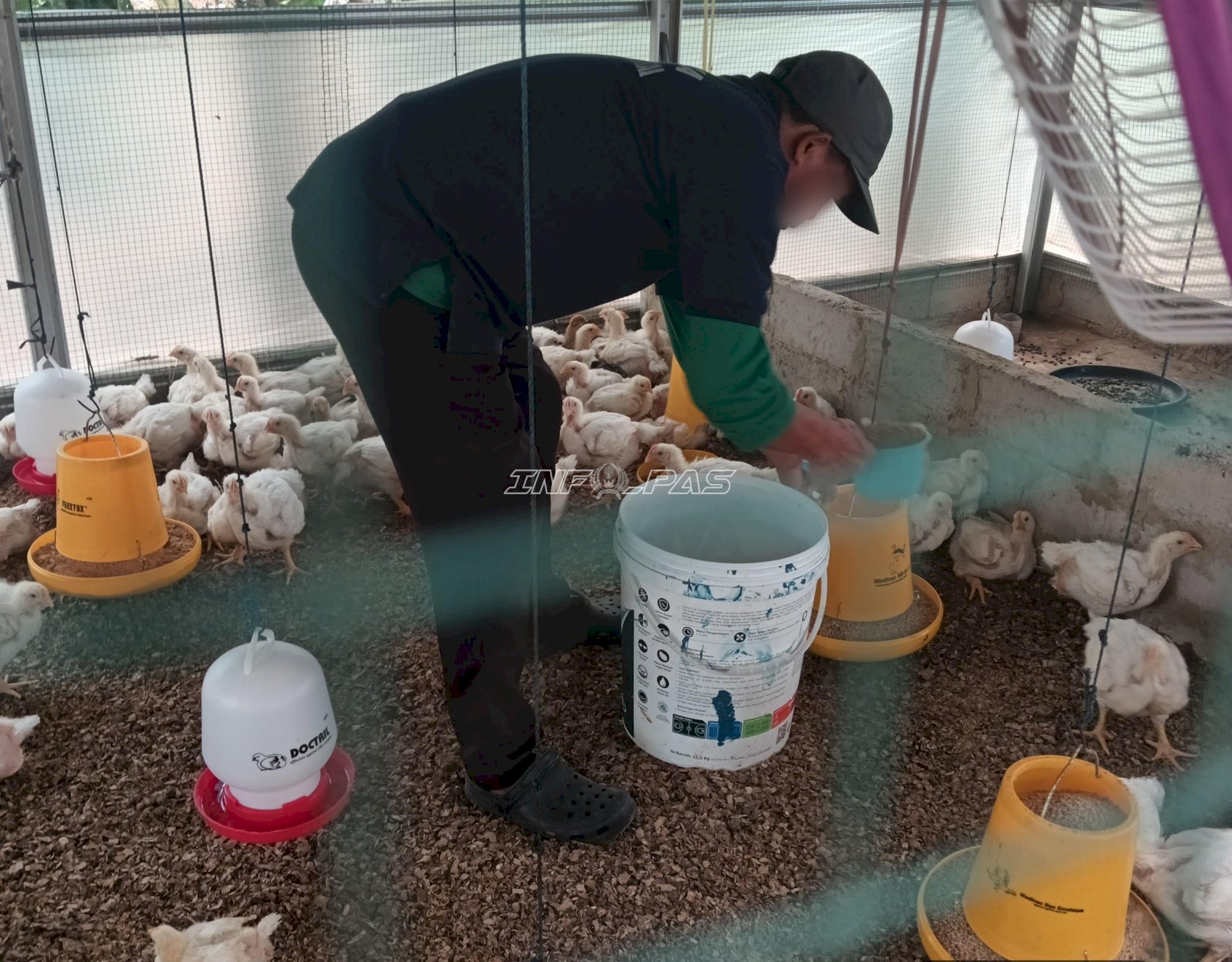 Pastikan Ternak Terawat, Kalapas Amuntai Pantau Pembinaan Ayam, Itik, dan Ikan Lele