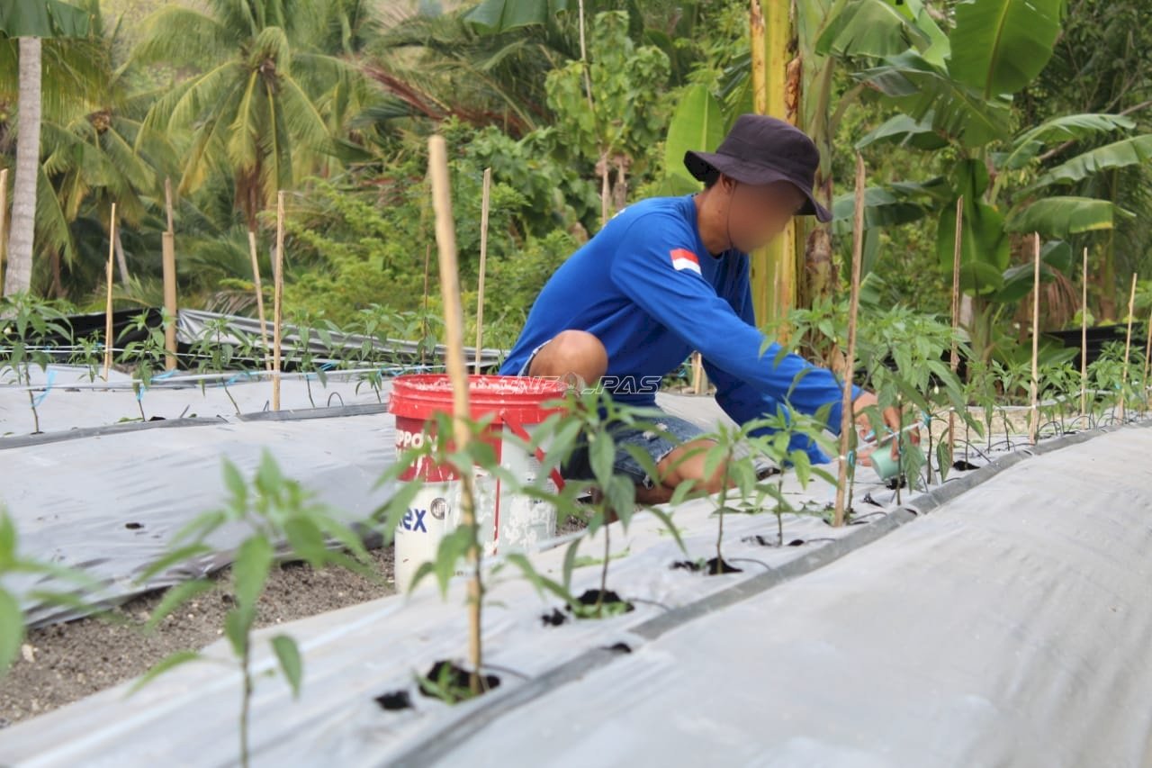 Dukung Ketahanan Pangan, Rutan Majene Rawat Tanaman Cabai di SAE RUTANE