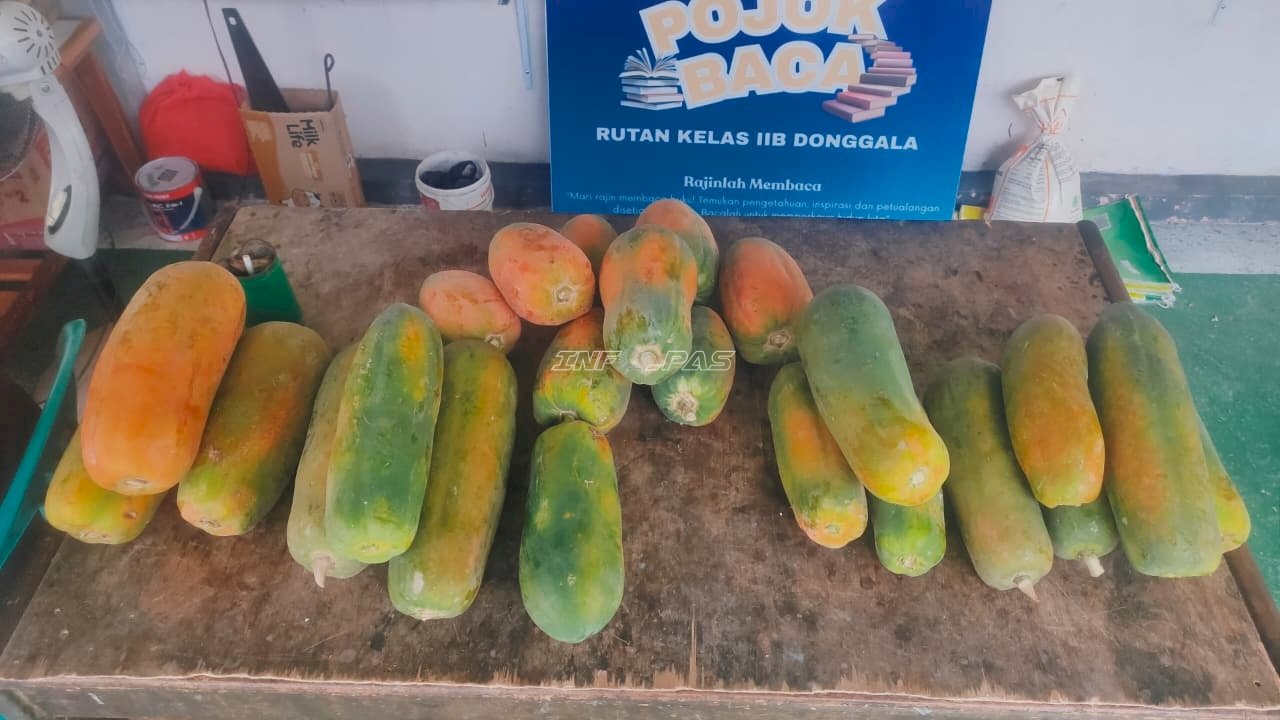 Warga Binaan Rutan Donggala Panen 20 Kilogram Pepaya California 