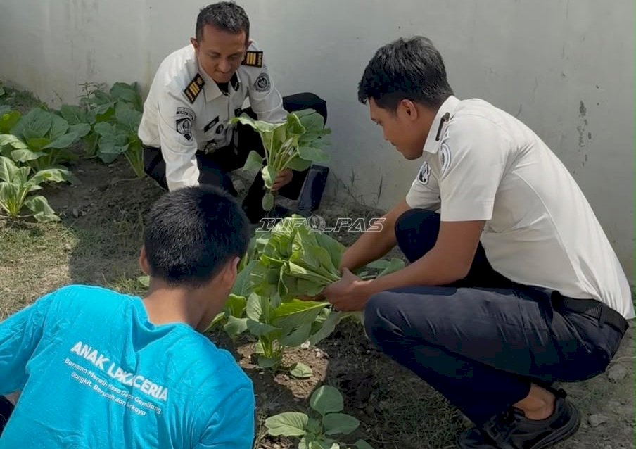 Manfaatkan Lahan Terbatas, LPKA Palu Panen 8 Kilogram Sawi Segar