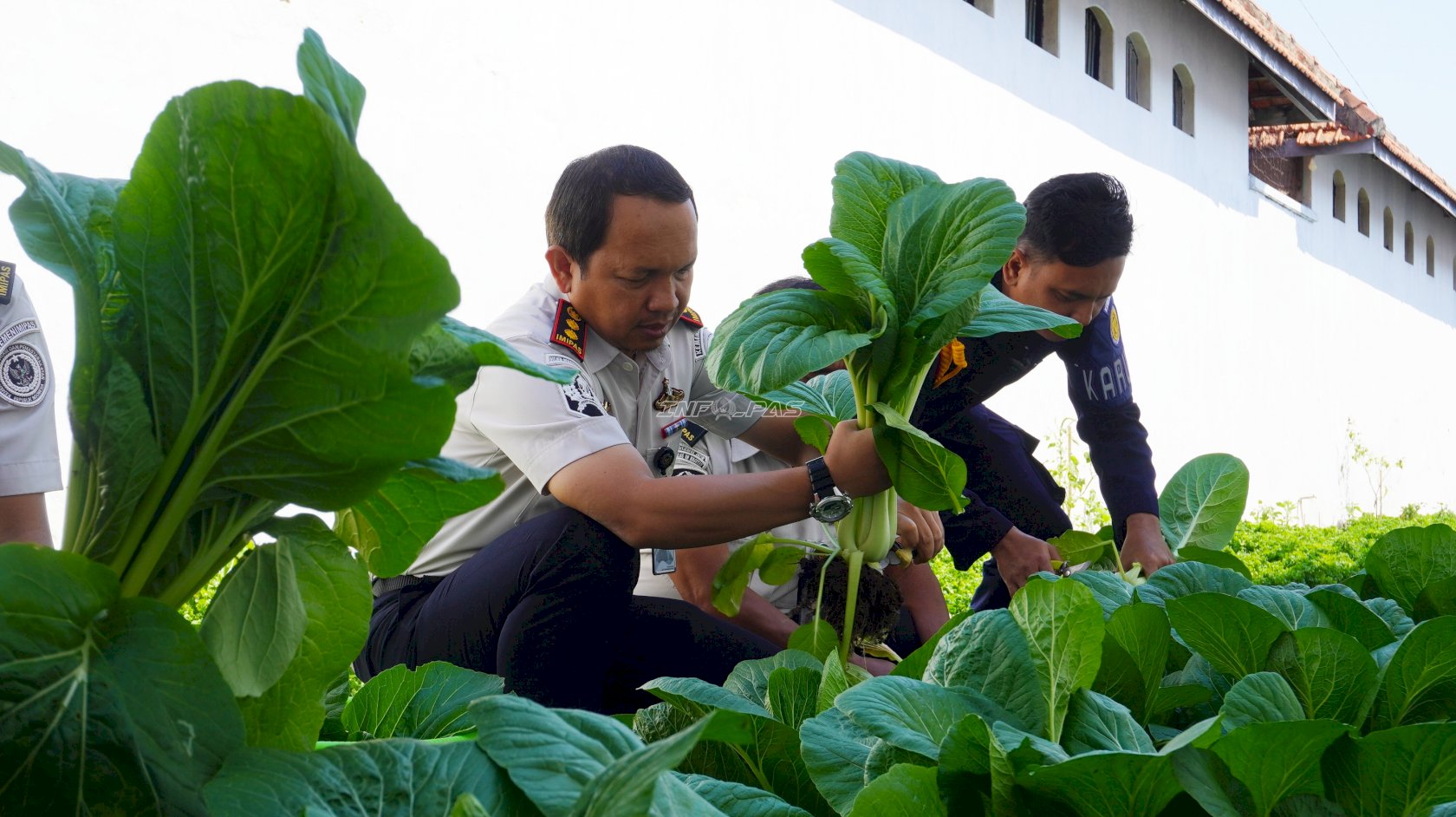 Panen Hasil Budidaya, Warga Binaan Rutan Magetan Asah Keterampilan Kemandirian