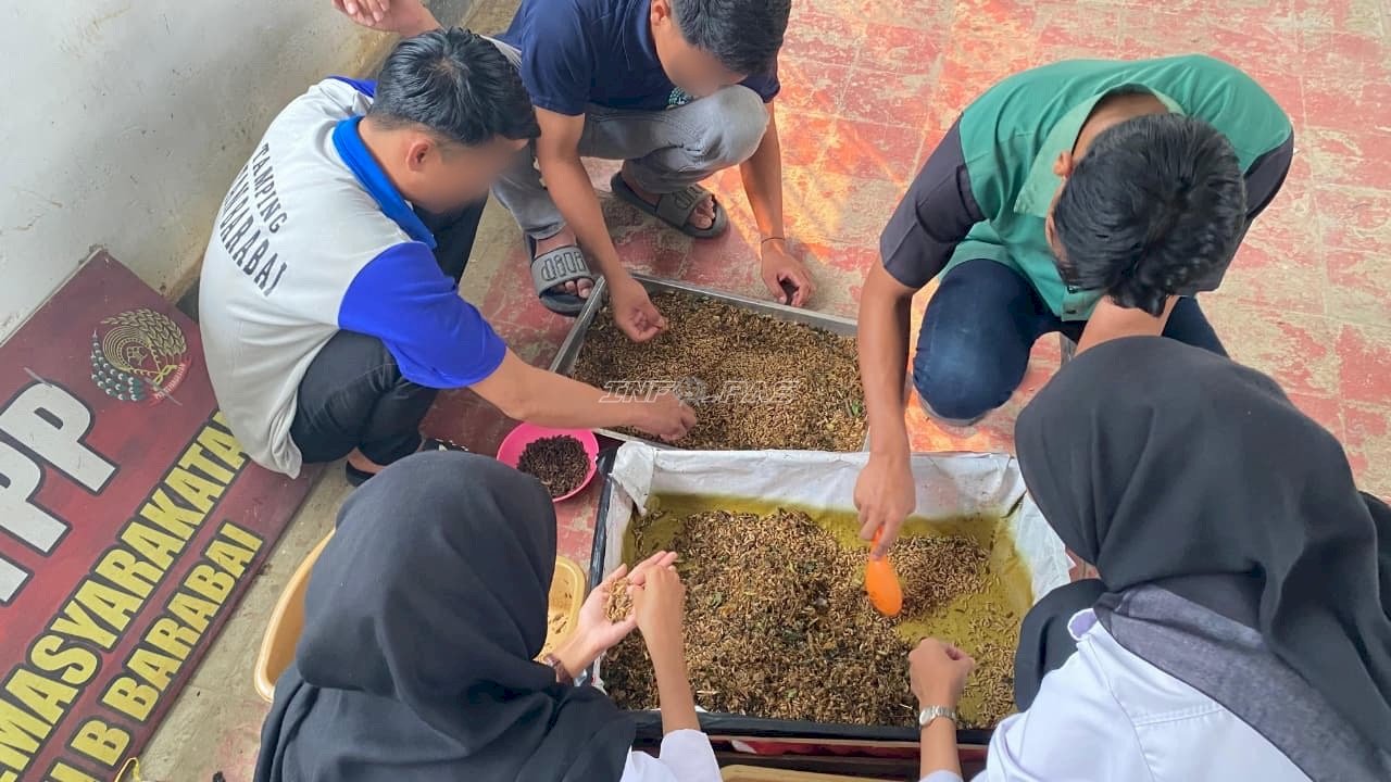 Jaga Siklus Budidaya BSF, Rutan Barabai Pilih Maggot Fase Prepupa