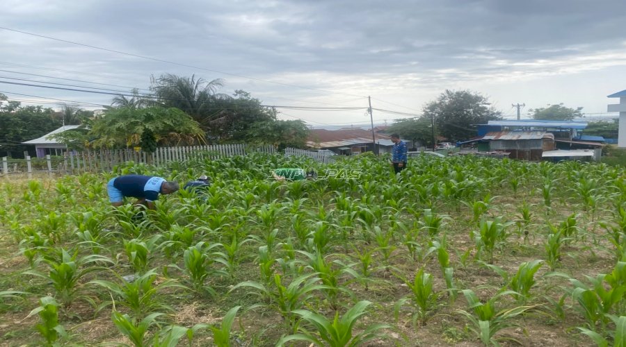 Lahan SAE Produktif, Lapas Luwuk Tumbuhkan Ketahanan Pangan dan Kemandirian