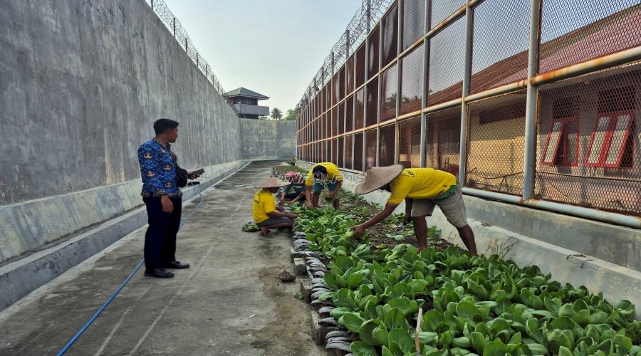 Panen Beruntun, Warga Binaan Lapas Parigi Kembali Petik 100 Ikat Pakcoy untuk Pasar Sentral