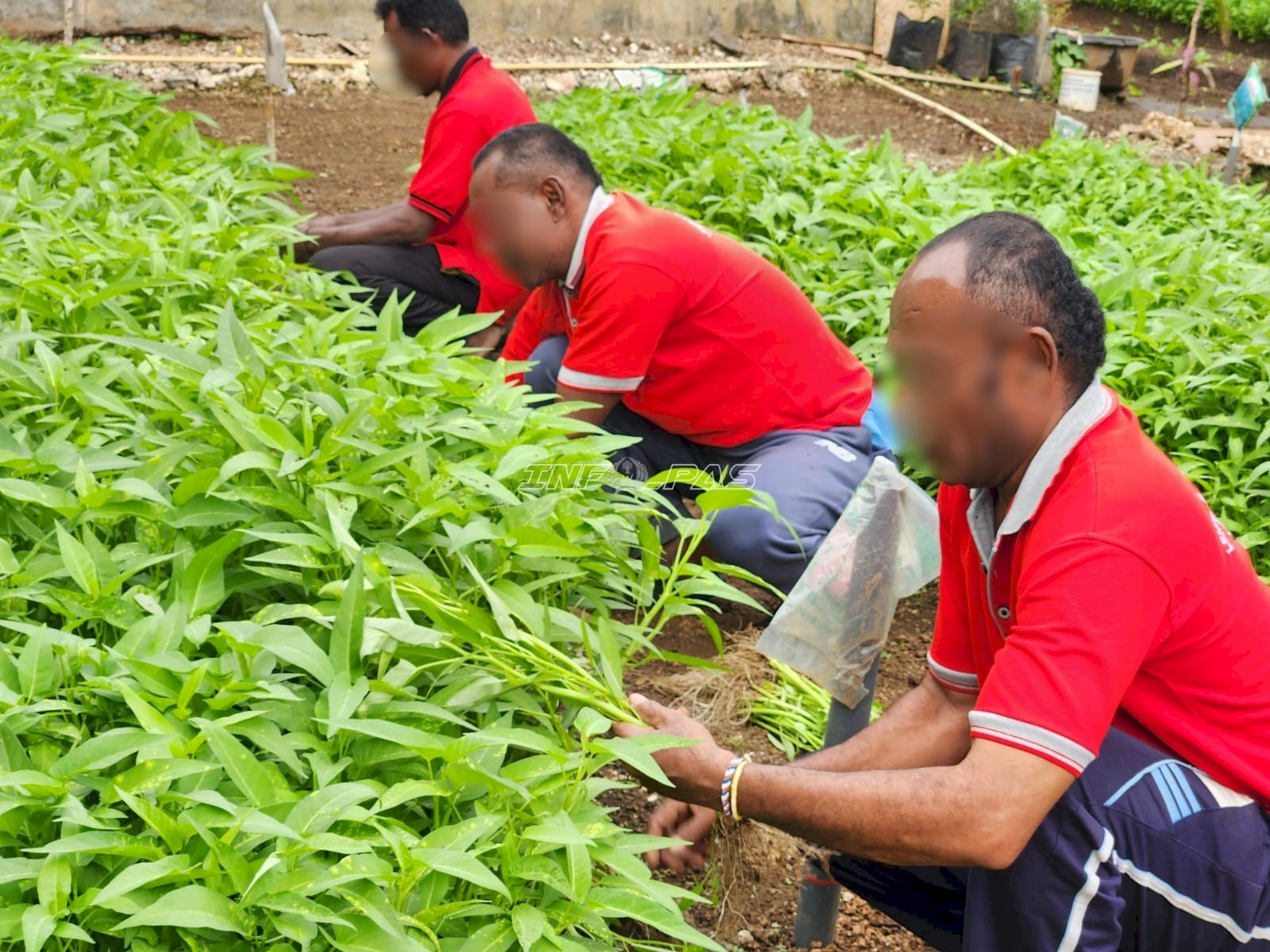 Dukung Ketahanan Pangan, Lapas Tual Panen 25 Kilogram Sayur Kangkung