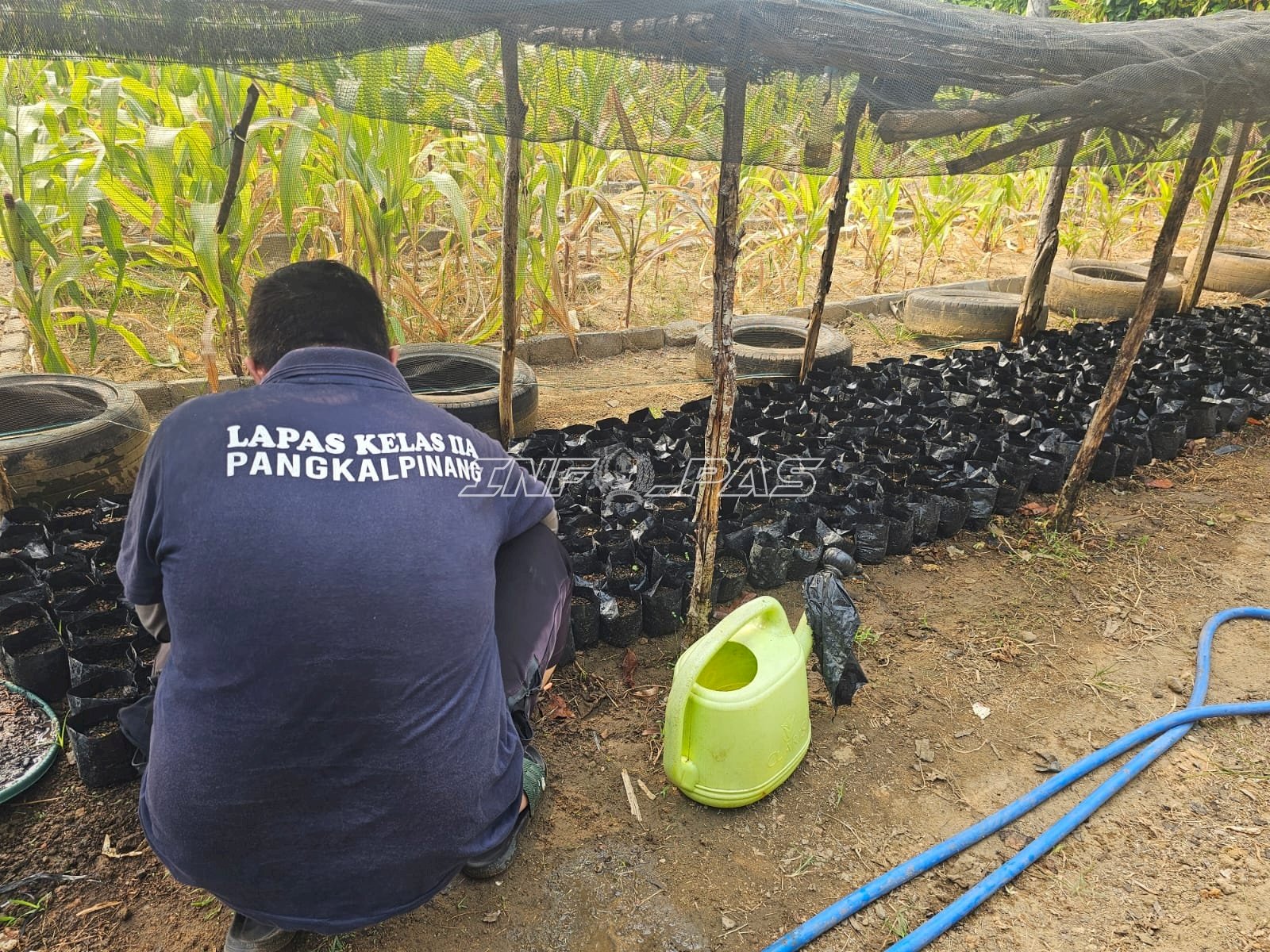 Lapas Pangkalpinang Dorong Kemandirian Warga Binaan lewat Pre Nursery Sawit Sriwijaya V