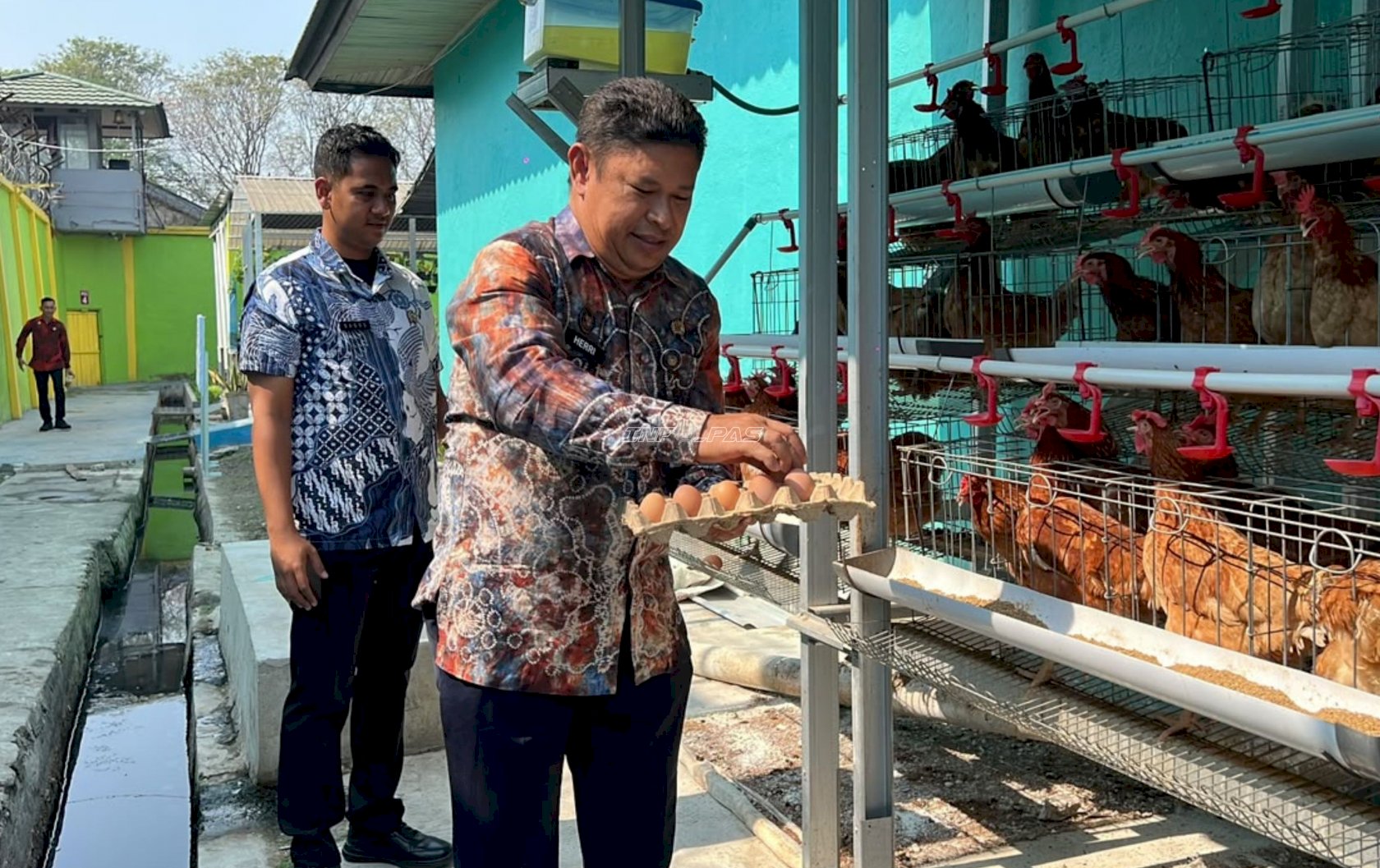 Dari Lahan Idle Jadi Produktif, Lapas Banjarmasin Kembangkan Ayam Petelur dan Panen 88 Kg Kangkung
