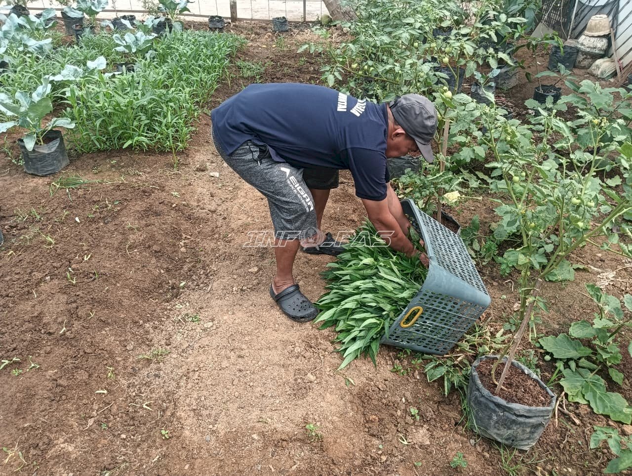 Hijau dan Produktif, Lapas Amuntai Kembali Panen 15 Kilogram Kangkung Hasil Pembinaan