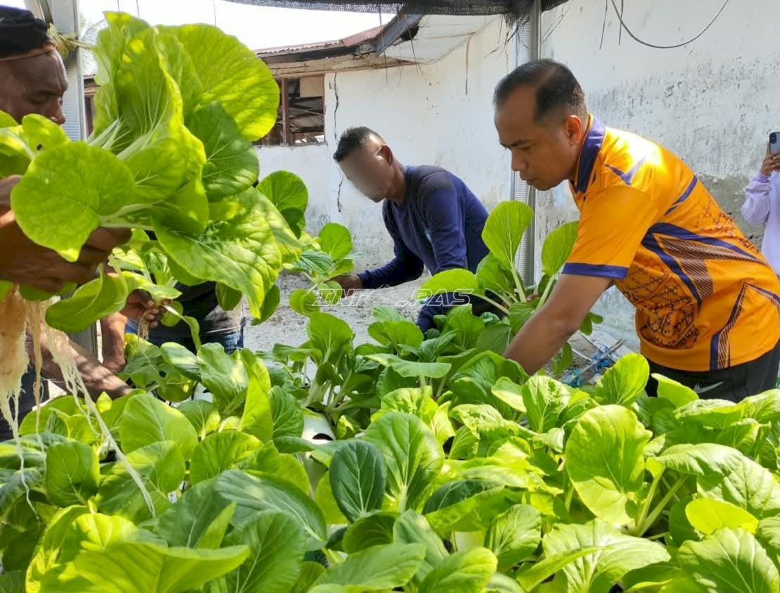 Lapas Geser Panen 43 Ikat Sawi Putih bersama Warga Binaan dan Peserta Magang