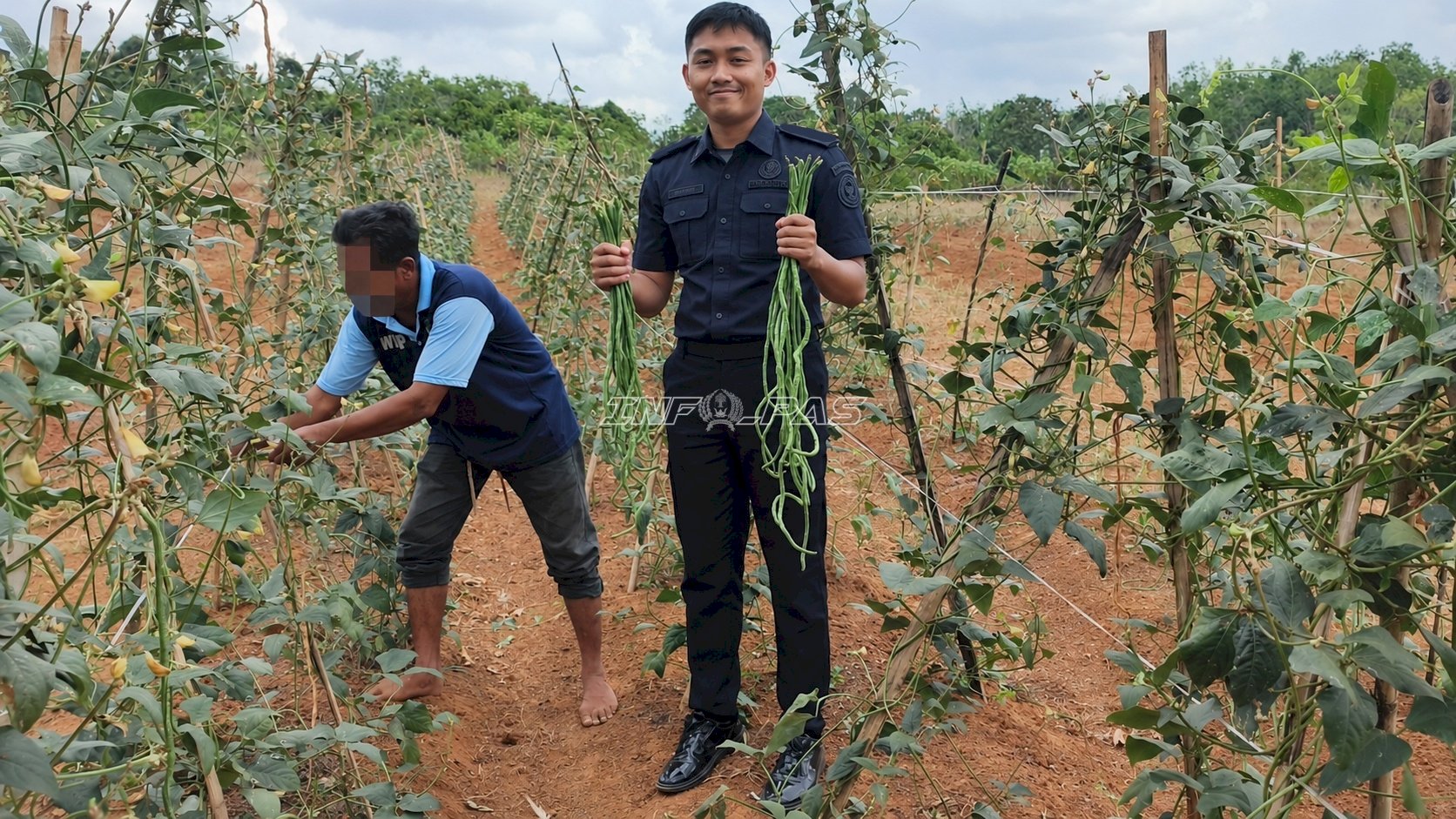 Panen 17 Kg Kacang Panjang, Lapas Batulicin Tambah Deretan Capaian Pertanian Warga Binaan